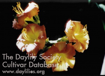 San Pablo Bay Sunset AHS image