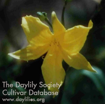 Dwayne's Golden Glow AHS image