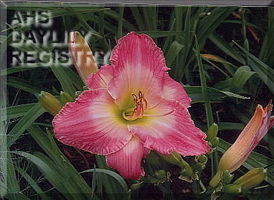 Edwin Carlton AHS image
