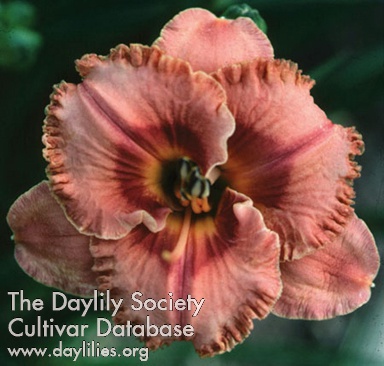 Defining Beauty AHS image