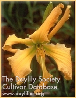Greywoods Disco Dana AHS image