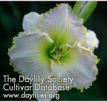 Greywoods Dixie Belle