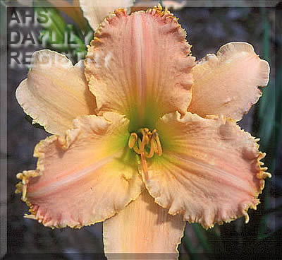 Ruffled Caramel Corn Delight AHS image