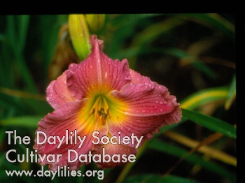 Lyndell's Rosado AHS image