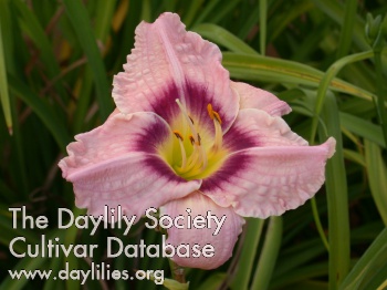 Rambeeze AHS image