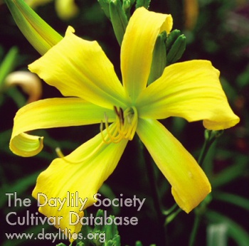 Gold Pinwheel AHS image