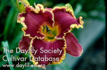 Spacecoast Royal Ransom AHS image