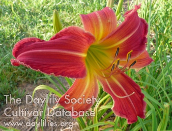 Lakes Exotic Daydream