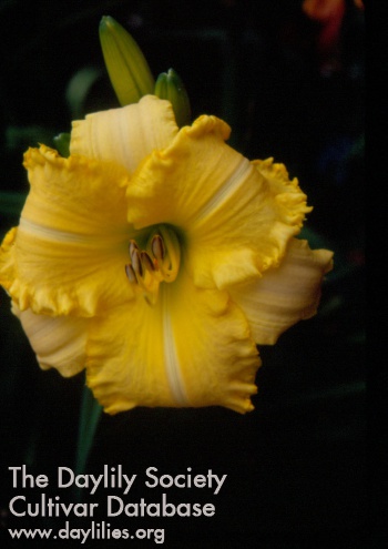 Sue Guthrie AHS image