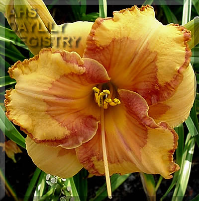 Electric Marmalade Splash AHS image