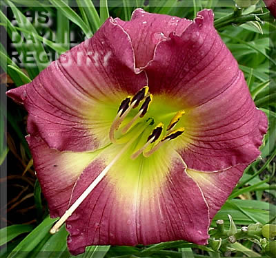 Cousin Nancy AHS image