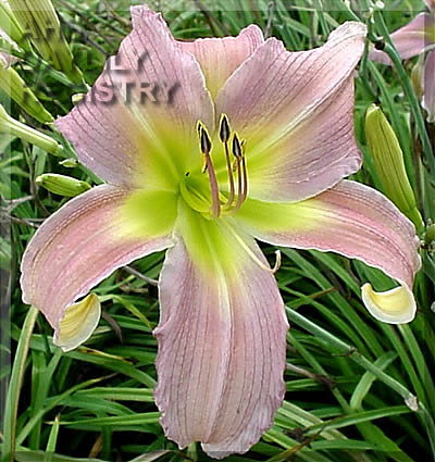 Big Way AHS image