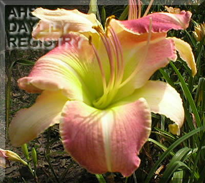 Garden Angel AHS image