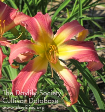 Sunnyridge Rose Starfish AHS image
