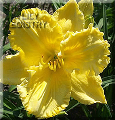 Golden Goliath AHS image