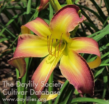 Violet Cascade AHS image