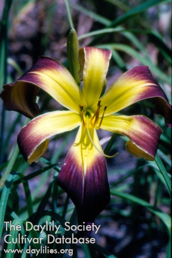 Lizard's Midnight Star AHS image
