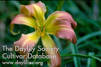 Lizard's Birthday Bow AHS image