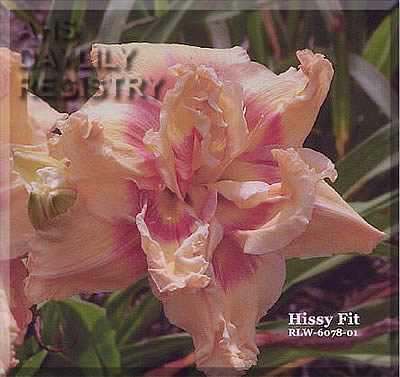Hissy Fit