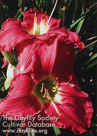 Westbourne Valentine's Day AHS image