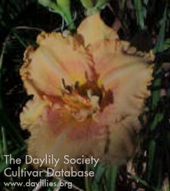 Loblolly Afterglow