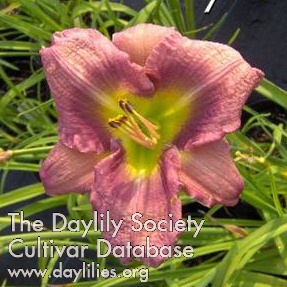 Lilywood Lilac Crepe AHS image