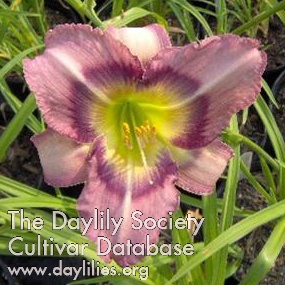Lilywood Orchid Tones AHS image
