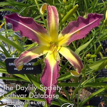 Orchid Hunter AHS image