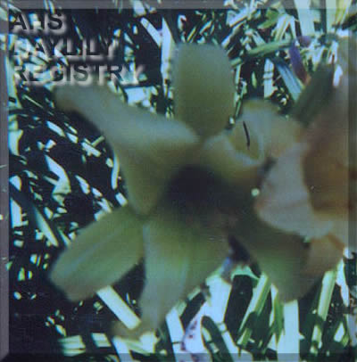 Politician-eating Triffid AHS image