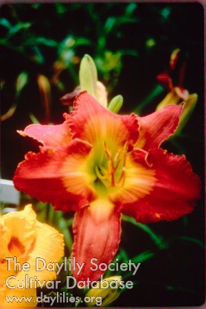 Topguns Betty Dutcher AHS image