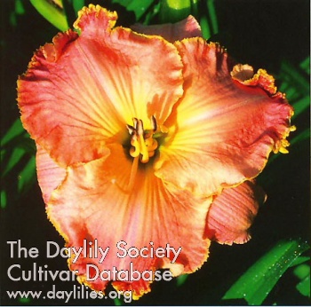 Calypso Cool AHS image