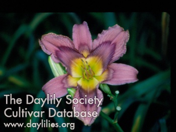 Lavender Tempest AHS image