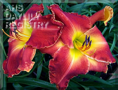 Crazy Red One AHS image