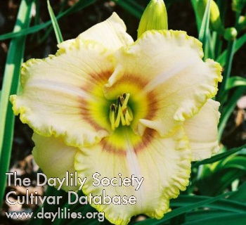 Small World Golden Dragon AHS image