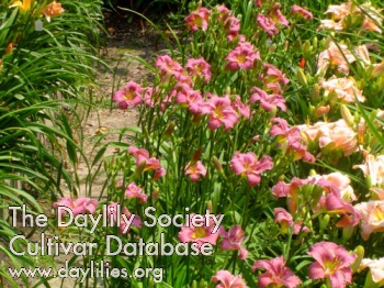 Small World Purple Profusion AHS image