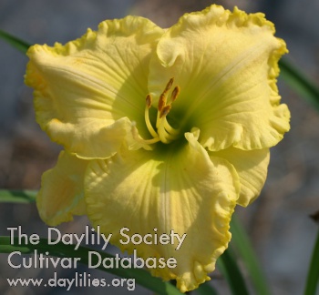 Bob's Yellow Beauty AHS image