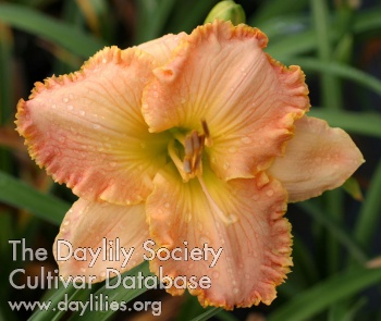 Palmetto Beauty AHS image