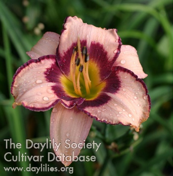 Winyah Desperado AHS image