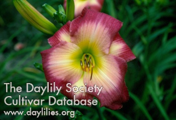 Lovely Diane AHS image