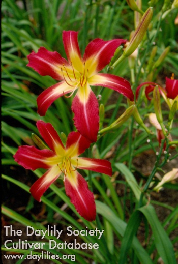 Rosy Treat AHS image