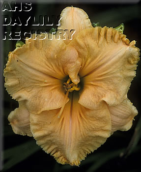 Montana Gold AHS image