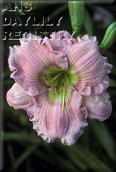 Choo Choo Passion AHS image