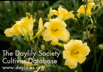 Scojoy's J.R. Davis