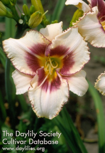 Picotee Starburst AHS image
