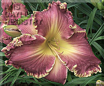 Gaudy Theo AHS image