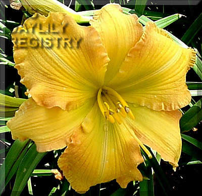 Aztec Blaze AHS image