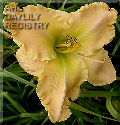 Cool Island Breeze AHS image