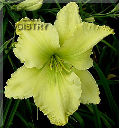 Cousin Shirley AHS image