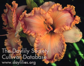 Descriptive Details AHS image