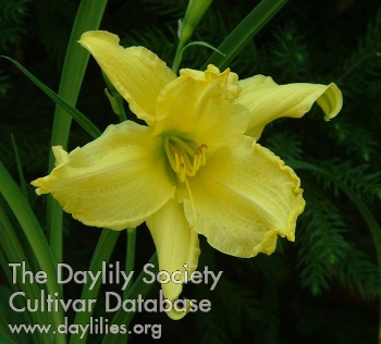 Dwayne's Bright Spirit AHS image